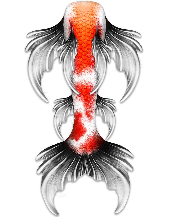 Sanke Butterfly Koi Whimsy Fantasea Tail