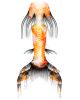 Kawarimono Koi Whimsy Fantasea Tail