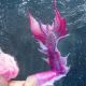 Rosa Breeze Odyssey Tail