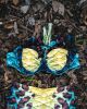 Wicked Nautilus Aphrodite Padded Bikini Top