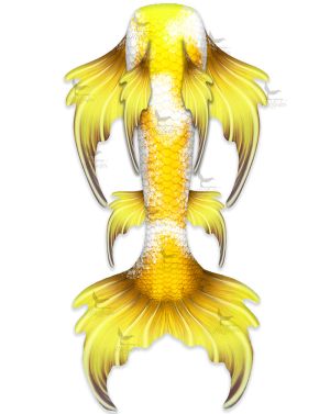 Yamabuki Ogon Butterfly Koi Whimsy Fantasea Tail