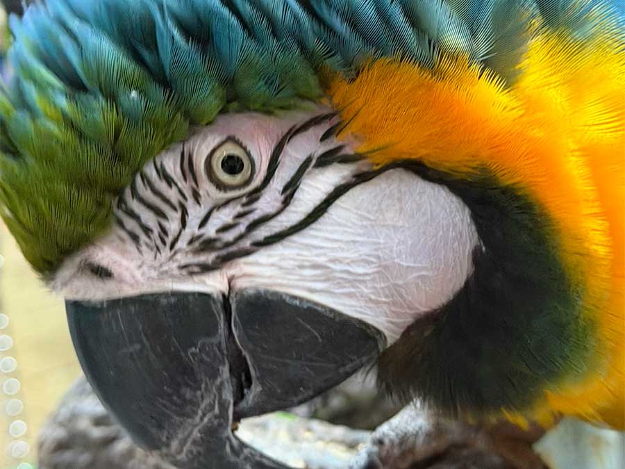 Blue-and-gold macaw at Mertailor's Mermaid Aquarium Encounter