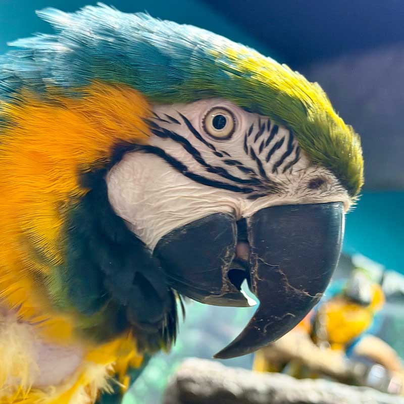Charlie the rescued parrot at Mertailor's Mermaid Aquarium Encounter
