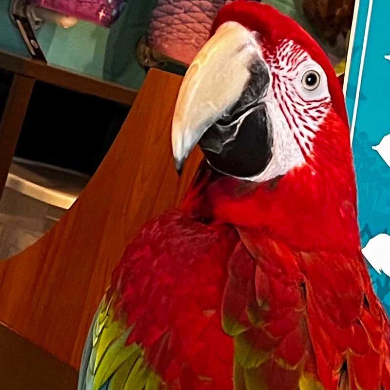 Clyde the rescued macaw at Mertailor's Mermaid Aquarium Encounter