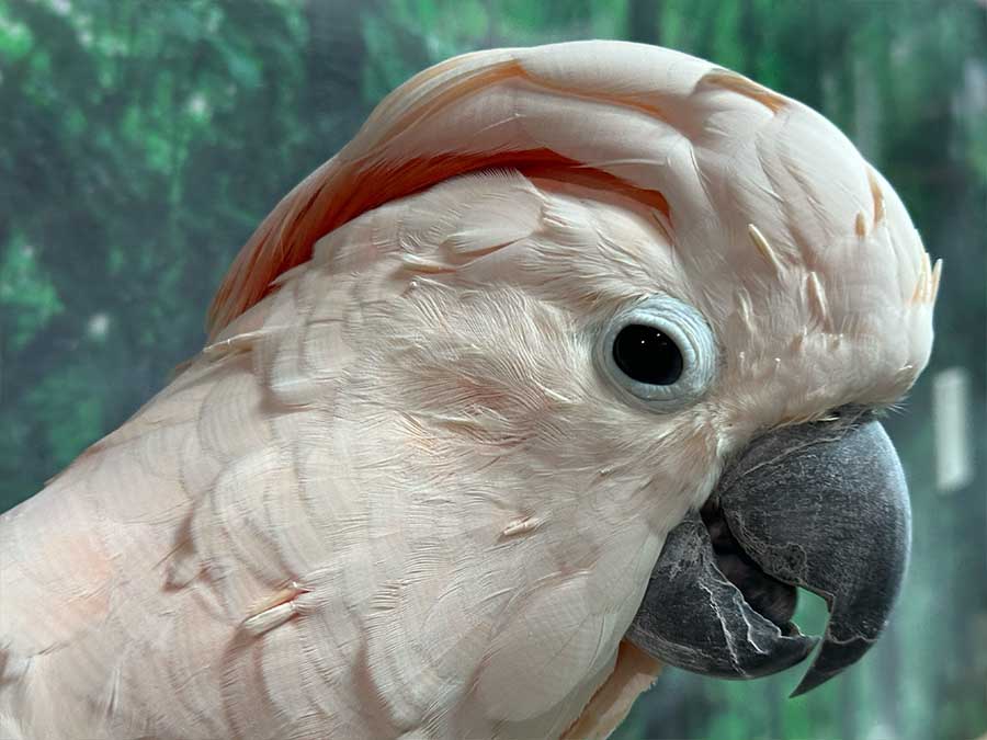Rescued cockatoo with raised crest