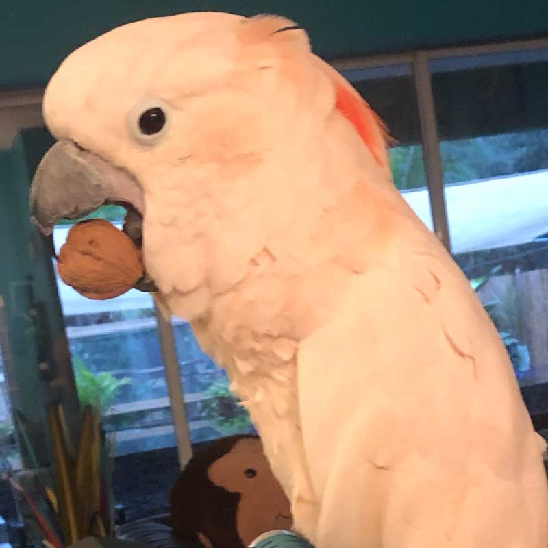 Dancer the rescued Moluccan cockatoo