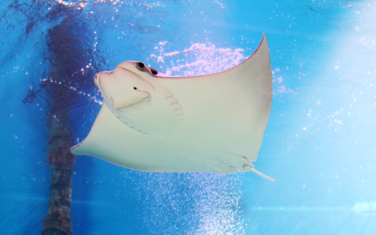 Stingray at Mertailor's Mermaid Aquarium Encounter