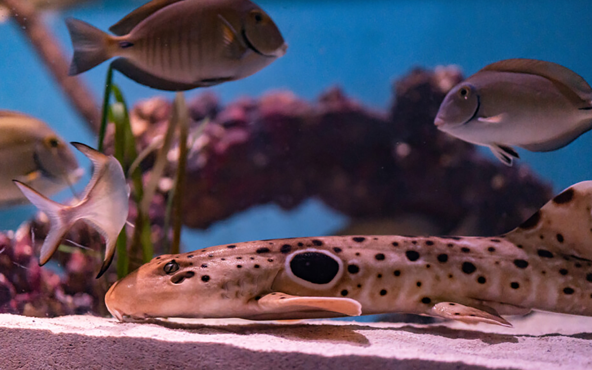 Shark at Mertailor's Mermaid Aquarium Encounter