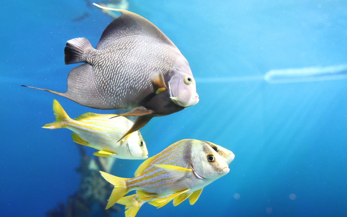 Aquarium fish at Mertailor's Mermaid Aquarium Encounter