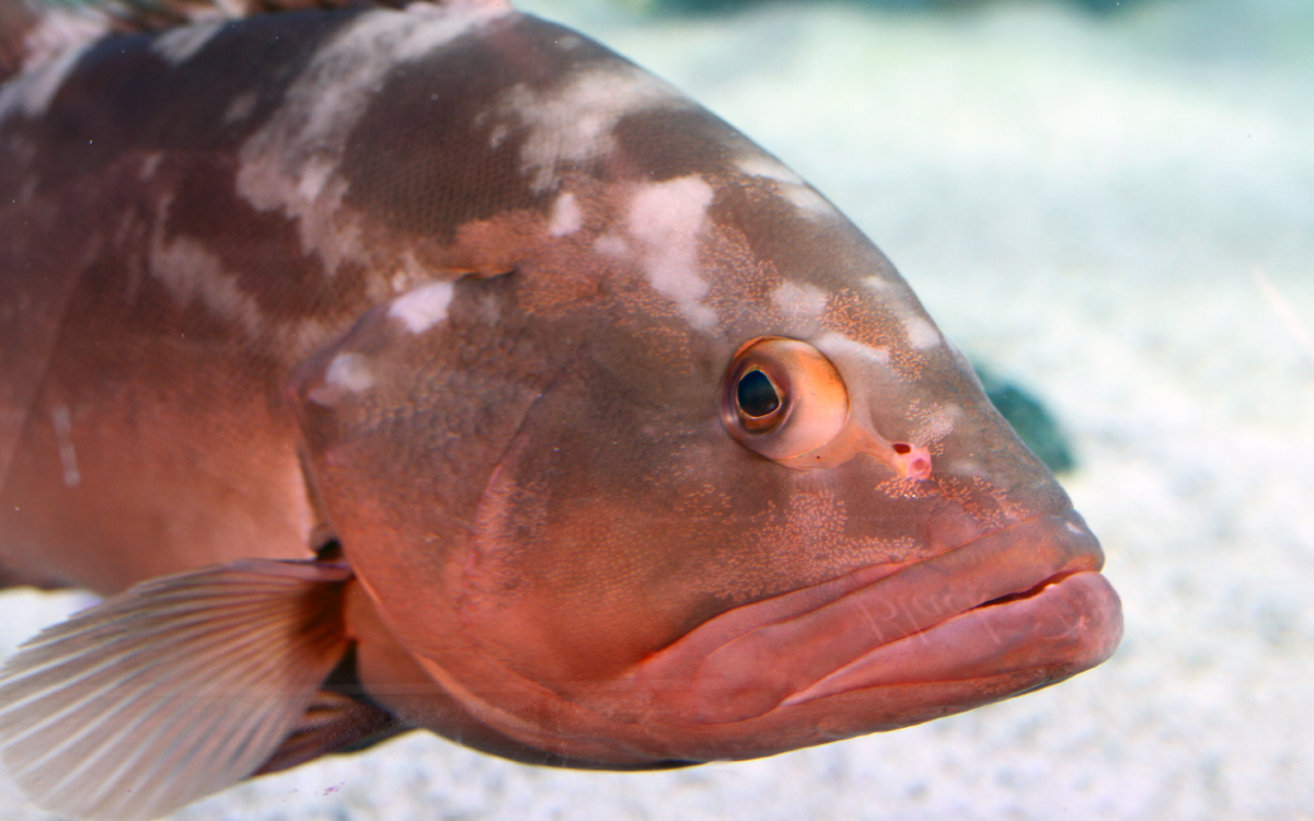 Marine animal exhibit at Mertailor aquarium in Lecanto Florida