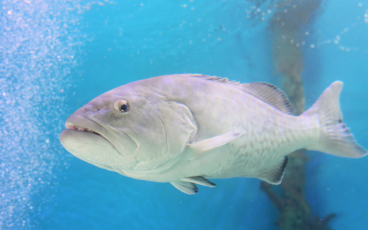 Aquatic animal at Mertailor's Mermaid Aquarium Encounter in Citrus County
