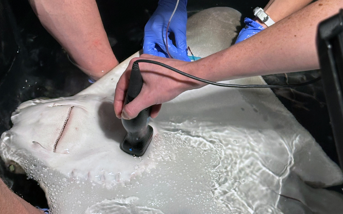 Animal care behind the scenes at Mertailor's Mermaid Aquarium Encounter