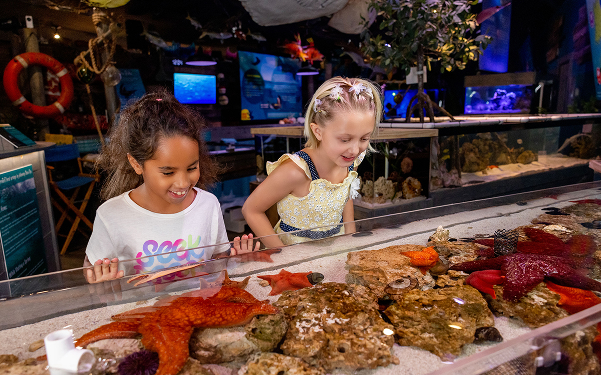 Interactive aquarium experience at Mertailor