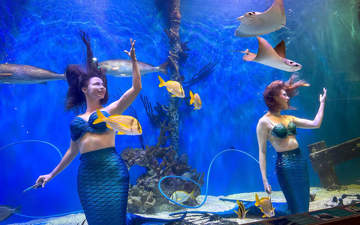 Mermaid swimming underwater inside Mertailor's Mermaid Aquarium Encounter