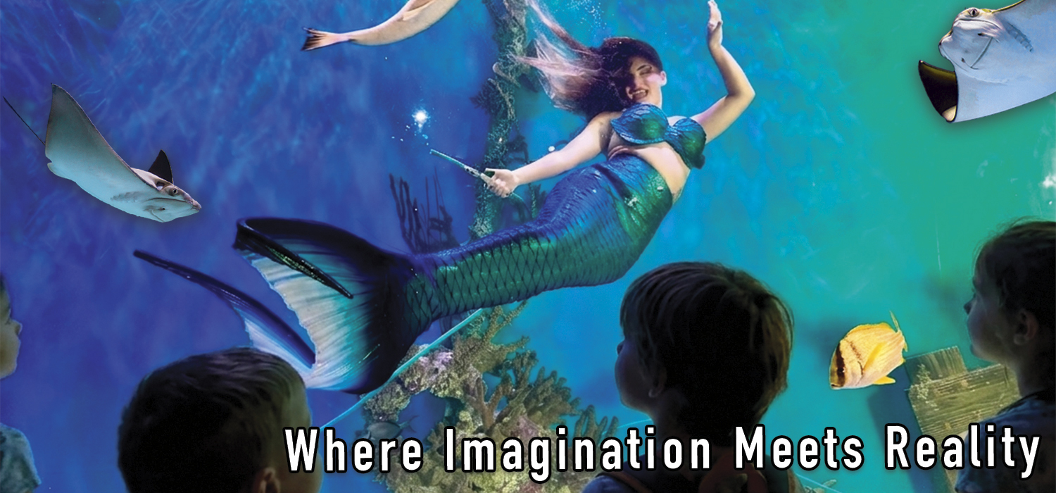 Mermaid Aquarium Banner 3