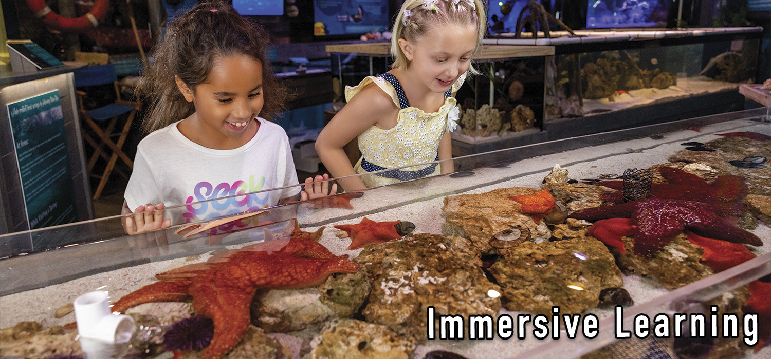 Mermaid Aquarium Banner 2