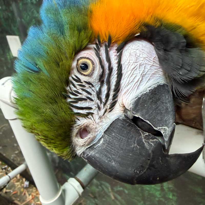 Squeakers the rescued parrot